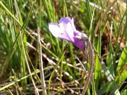 Attēlu rezultāti vaicājumam “Pinguicula vulgaris”