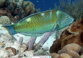 Image result for Halichoeres radiatus