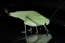 Attēlu rezultāti vaicājumam “Tettigoniodea”