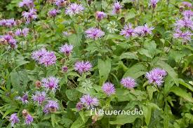 Image result for Centaurea pseudophrygia