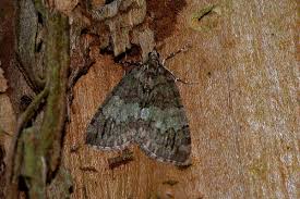 Attēlu rezultāti vaicājumam “Hydriomena impluviata”