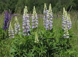 Image result for Lupinus polyphyllus Lindl.