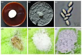 Attēlu rezultāti vaicājumam “Cordyceps farinosa”