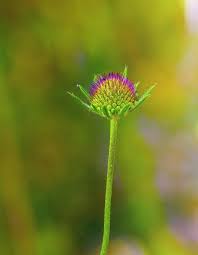 Attēlu rezultāti vaicājumam “Knautia arvensis flower”