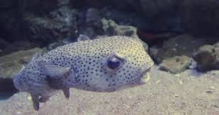 Image result for Diodon hystrix