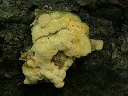 Attēlu rezultāti vaicājumam “Oxyporus corticola”