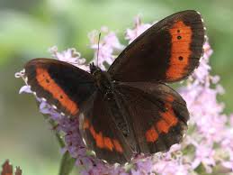 Attēlu rezultāti vaicājumam “Erebia ligea upperside”