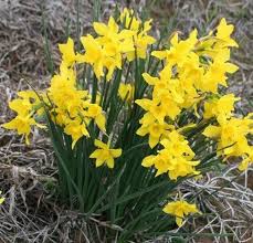 Attēlu rezultāti vaicājumam “Narcissus”