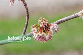 Attēlu rezultāti vaicājumam “Acer saccharinum flower”