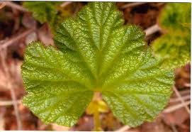 Attēlu rezultāti vaicājumam “Rubus chamaemorus leaf”