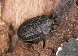 Attēlu rezultāti vaicājumam “Peltis grossa”