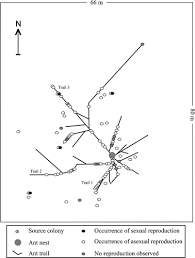 Attēlu rezultāti vaicājumam “Barbilophozia attenuata”