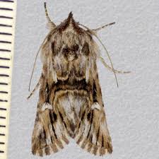 Attēlu rezultāti vaicājumam “Calophasia lunula”