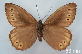 Attēlu rezultāti vaicājumam “Oeneis jutta”