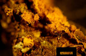 Attēlu rezultāti vaicājumam “Trichia erecta macro”