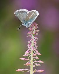 Attēlu rezultāti vaicājumam “Aricia artaxerxes  male”