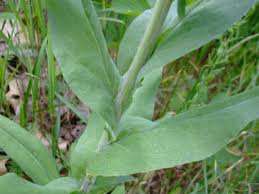 Attēlu rezultāti vaicājumam “Arabis glabra”