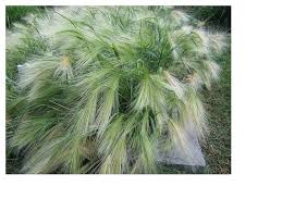 Attēlu rezultāti vaicājumam “Hordeum jubatum”