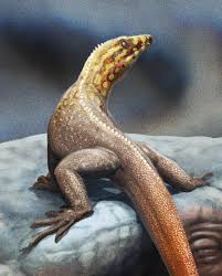 Attēlu rezultāti vaicājumam “Lycogala convexum young”