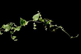 Attēlu rezultāti vaicājumam “Fallopia convolvulus”