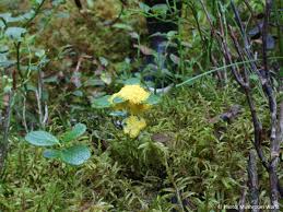 Attēlu rezultāti vaicājumam “Fuligo septica var. septica”