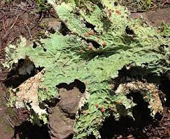 Attēlu rezultāti vaicājumam “Cribraria oregana stalked”