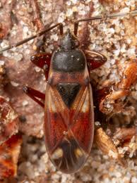 Attēlu rezultāti vaicājumam “Eremocoris plebejus”