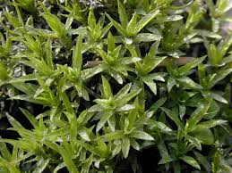 Attēlu rezultāti vaicājumam “Timmia megapolitana”