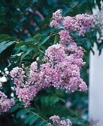 Image result for Lagerstroemia