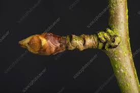 Attēlu rezultāti vaicājumam “Pyrus communis bud”