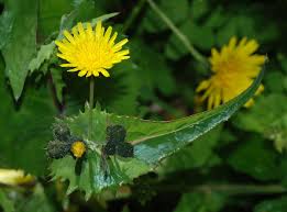 Attēlu rezultāti vaicājumam “Sonchus oleraceus leaf”