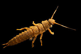 Attēlu rezultāti vaicājumam “Macrosteles sp. nymph”