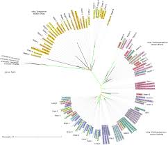 Attēlu rezultāti vaicājumam “Sparganium neglectum”