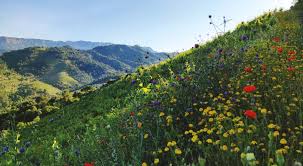 Image result for geografs sense fronteres