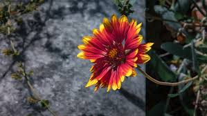 Image result for Gaillardia amblyodon