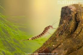 Attēlu rezultāti vaicājumam “Ephemeroptera larvae”