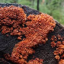 Attēlu rezultāti vaicājumam “Pycnoporellus alboluteus”