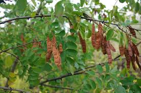 Attēlu rezultāti vaicājumam “Robinia pseudoacacia”