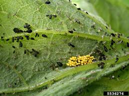 Attēlu rezultāti vaicājumam “Aphis fabae”