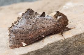 Attēlu rezultāti vaicājumam “Odontosia carmelita”