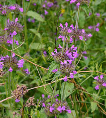 Attēlu rezultāti vaicājumam “Clinopodium vulgare leaf”