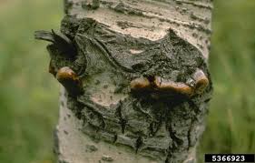 Attēlu rezultāti vaicājumam “Phellinus tremulae”