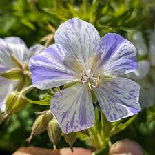 Attēlu rezultāti vaicājumam “Geranium pratense bud”
