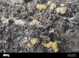 Attēlu rezultāti vaicājumam “Bactridium flavum”