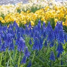 Attēlu rezultāti vaicājumam “Muscari armeniacum flower”