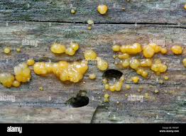 Attēlu rezultāti vaicājumam “Dacrymyces stillatus”