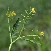 Attēlu rezultāti vaicājumam “Rorippa palustris”
