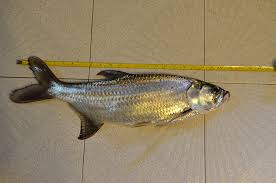 Image result for Megalops atlanticus