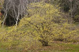 Attēlu rezultāti vaicājumam “Hamamelis”