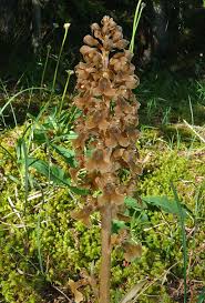 Attēlu rezultāti vaicājumam “Neottia nidus-avis flower”